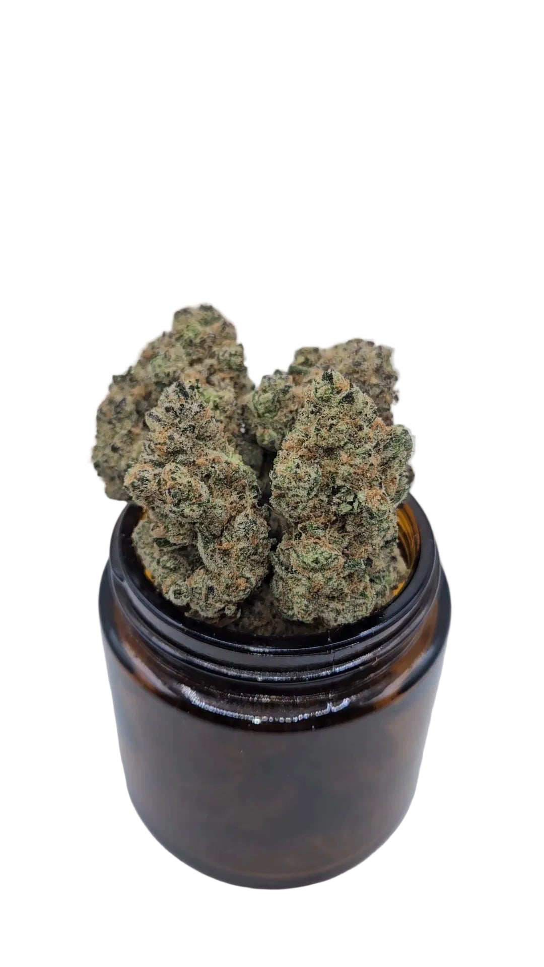 Government Oasis - Top Shelf Indoor