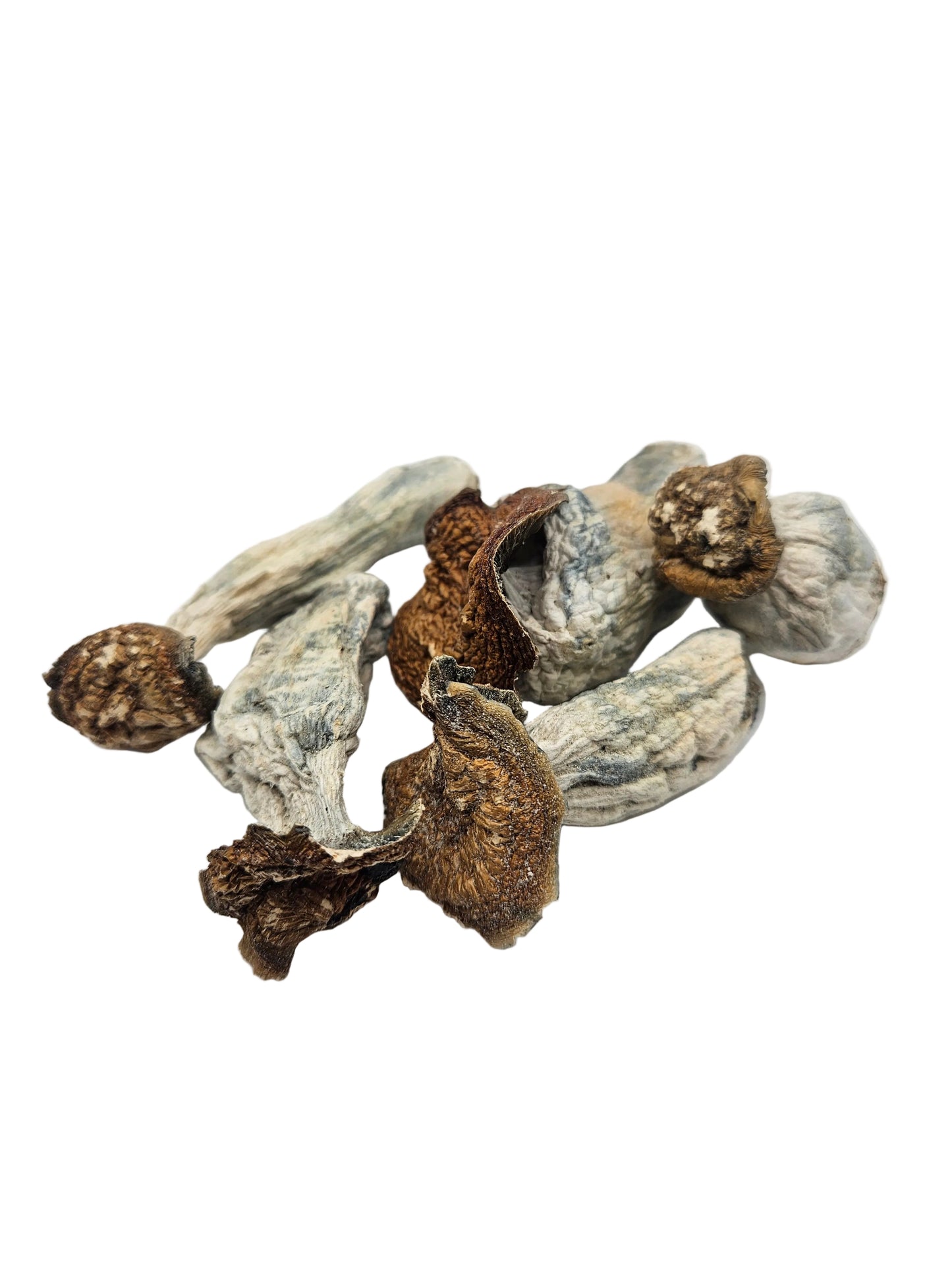 Psilocybe Cubensis var. "Bluey Vuitton"