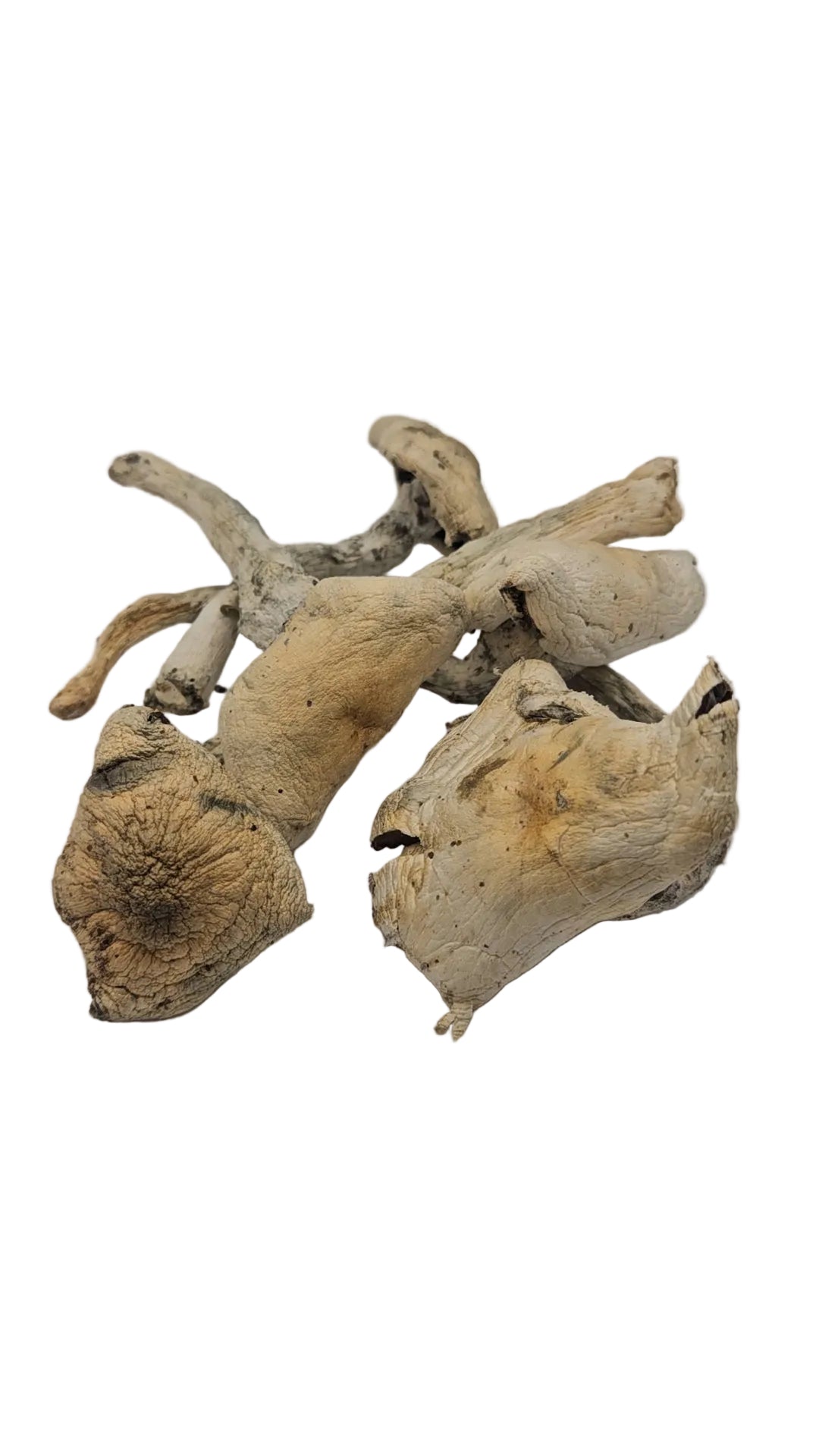 Psilocybe Cubensis var. "Albino Golden Teacher"