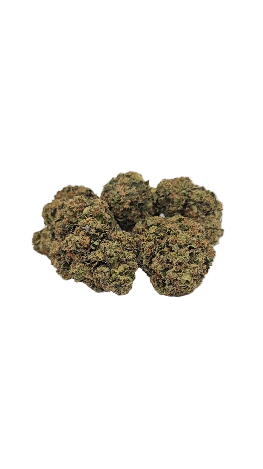 Sherbert Cream Pie - Greenhouse Flower