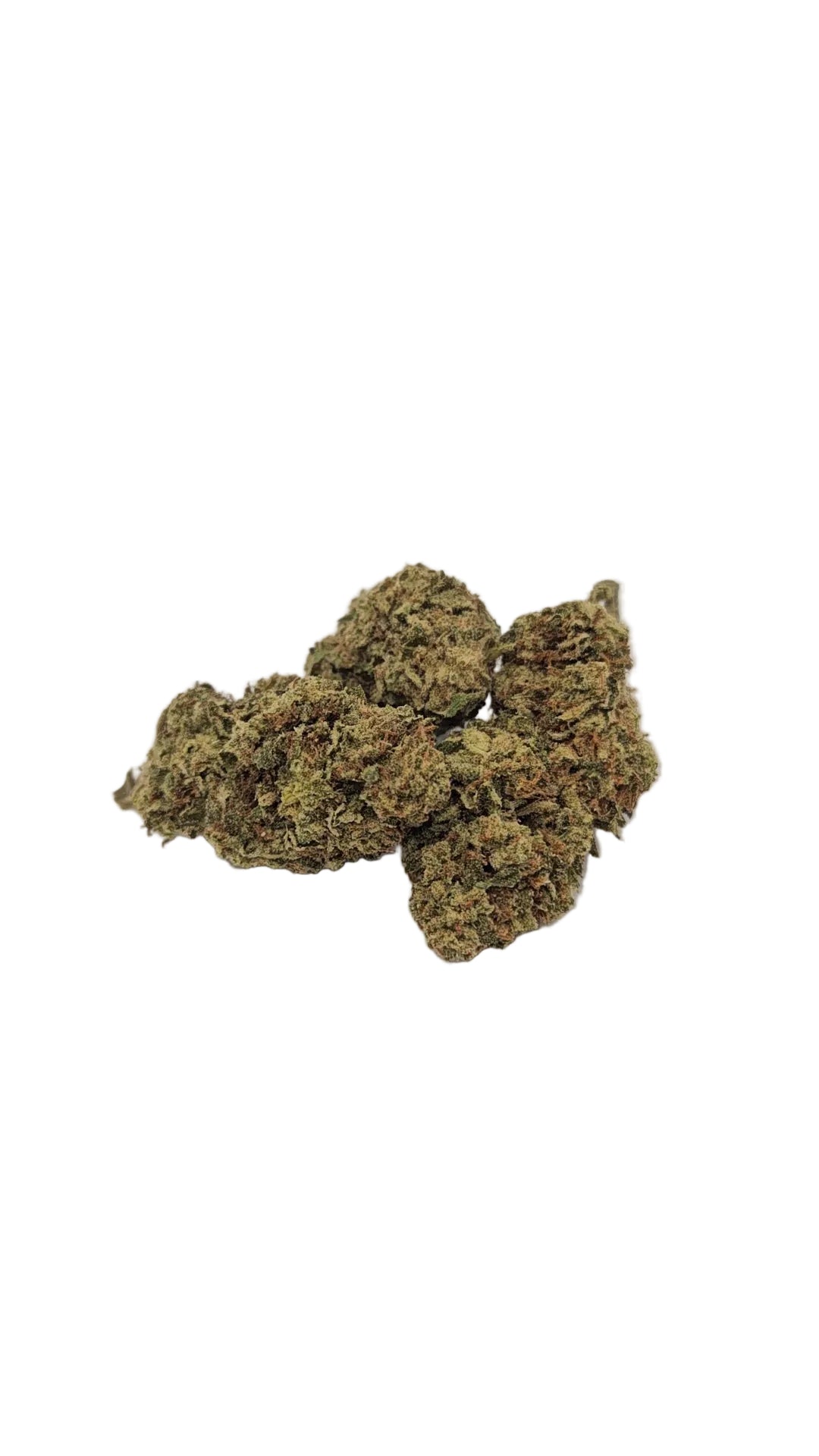 Blue Sherbert - Greenhouse Flower