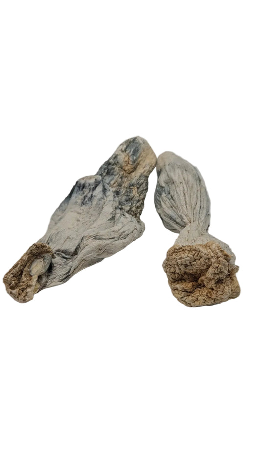 Psilocybe Cubensis var. "APE"