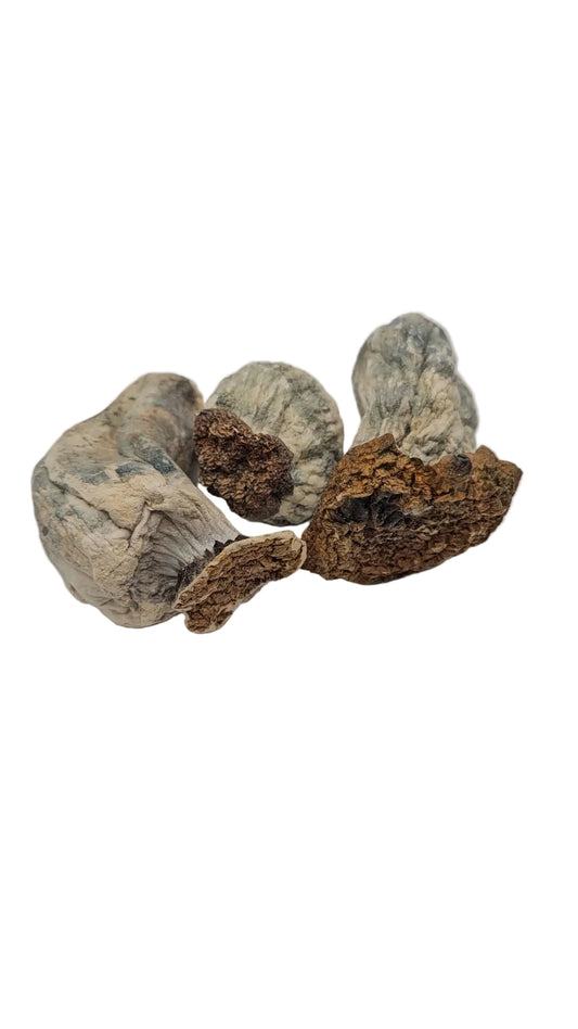 Psilocybe Cubensis var. "Cosmic Rider"