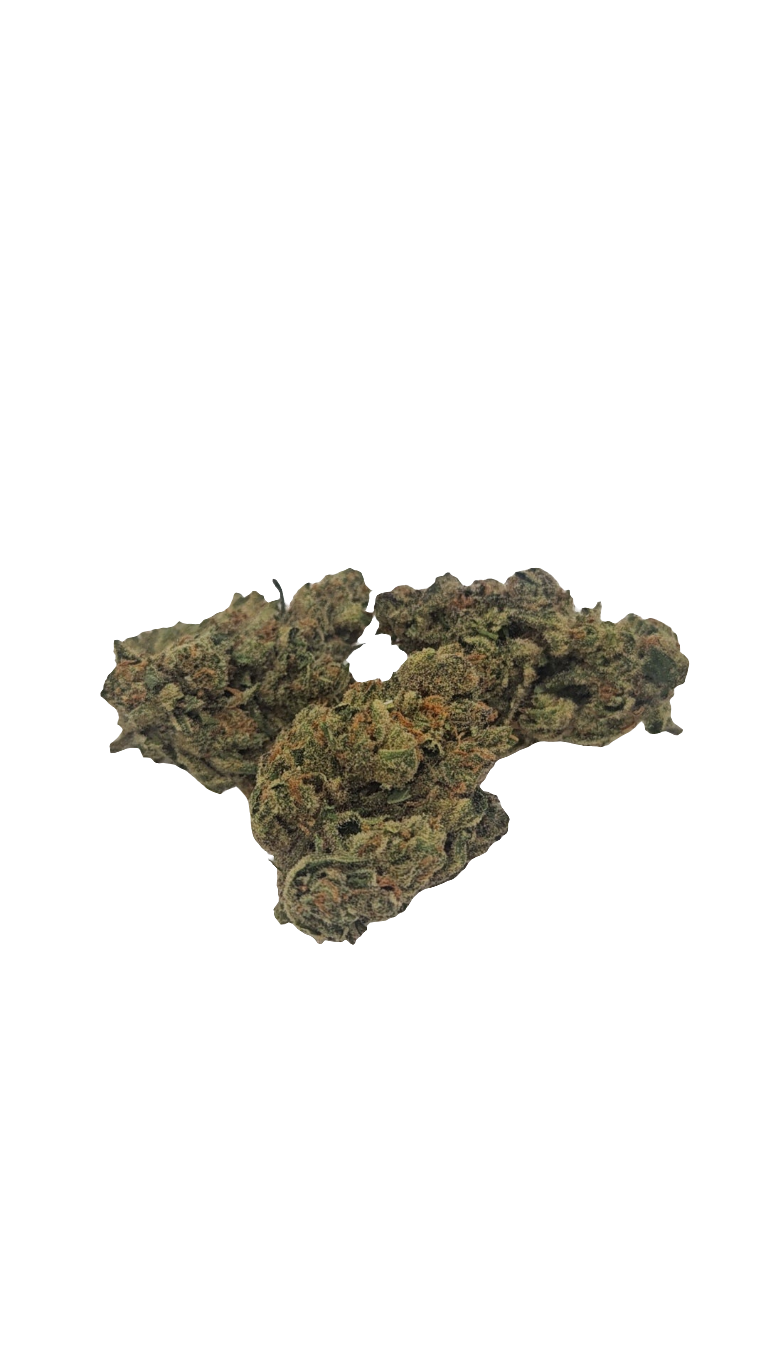 White Rainbow - 2025' Greenhouse Flower