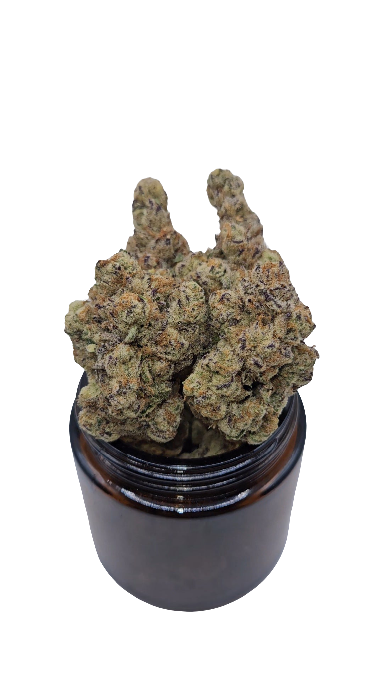 Cherimoya - Top Shelf Indoor
