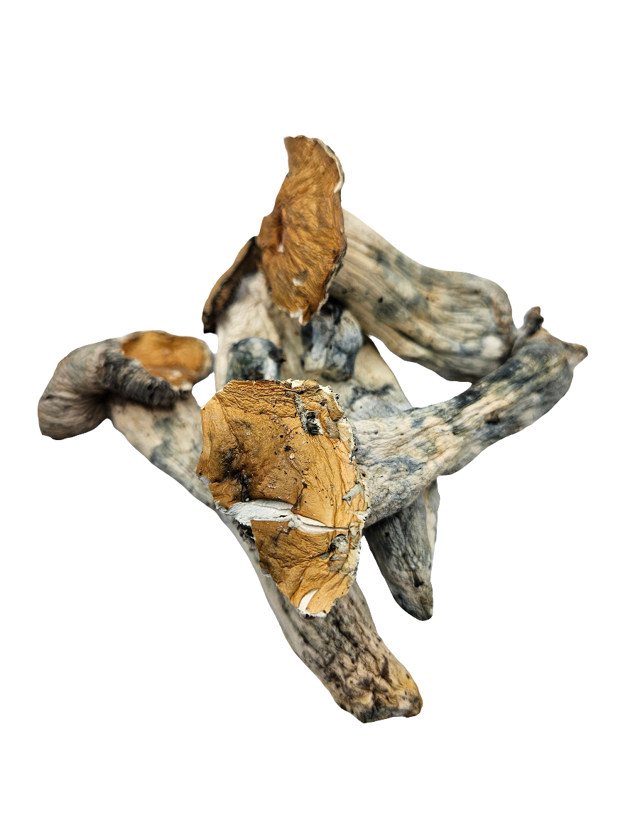 Psilocybe Cubensis var. "Killa Gorilla" APE