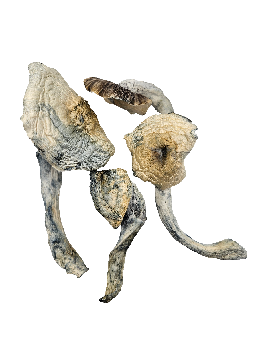 Psilocybe Cubensis var. "THRASHER"