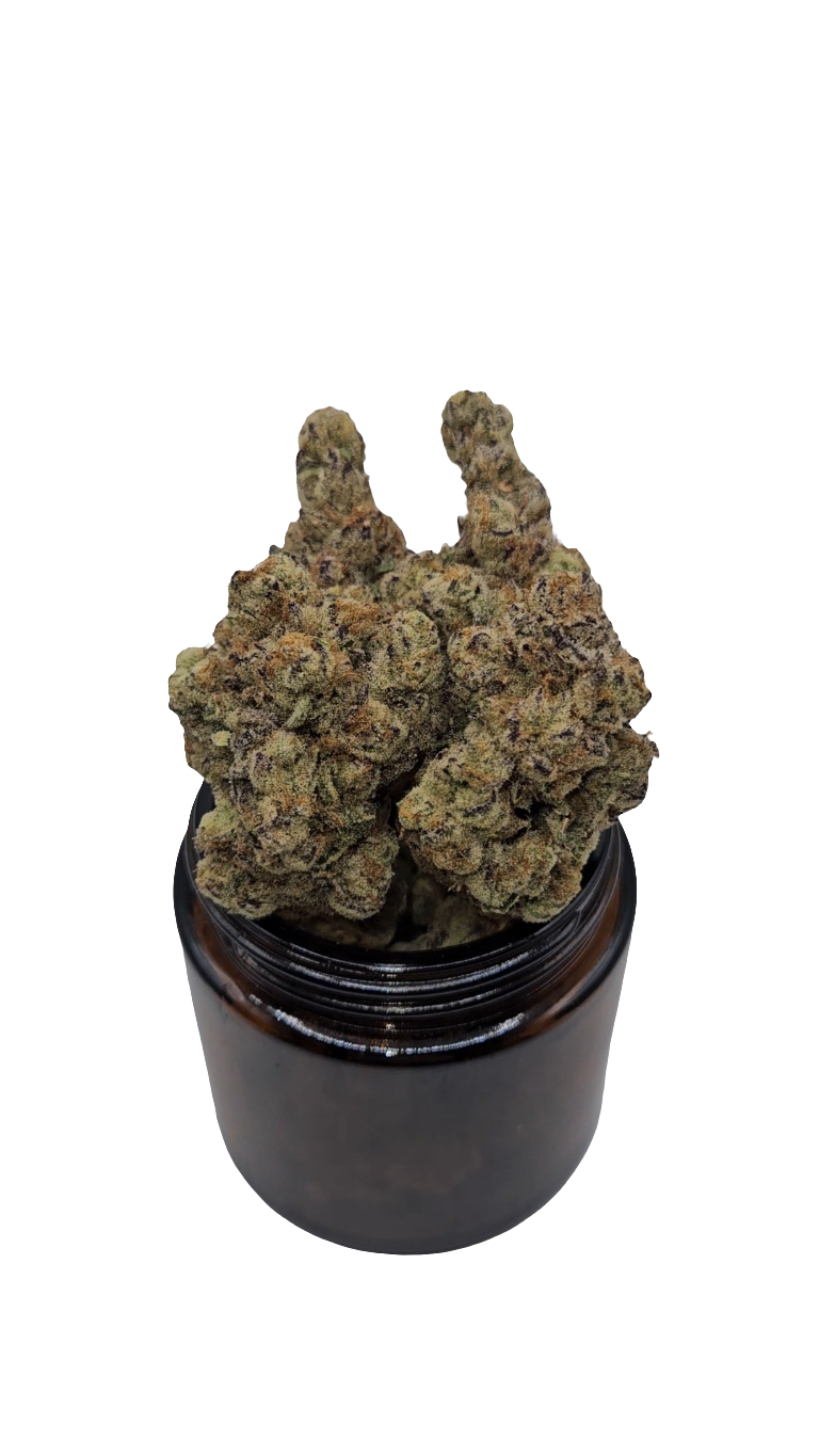 Cherimoya - Top Shelf Indoor