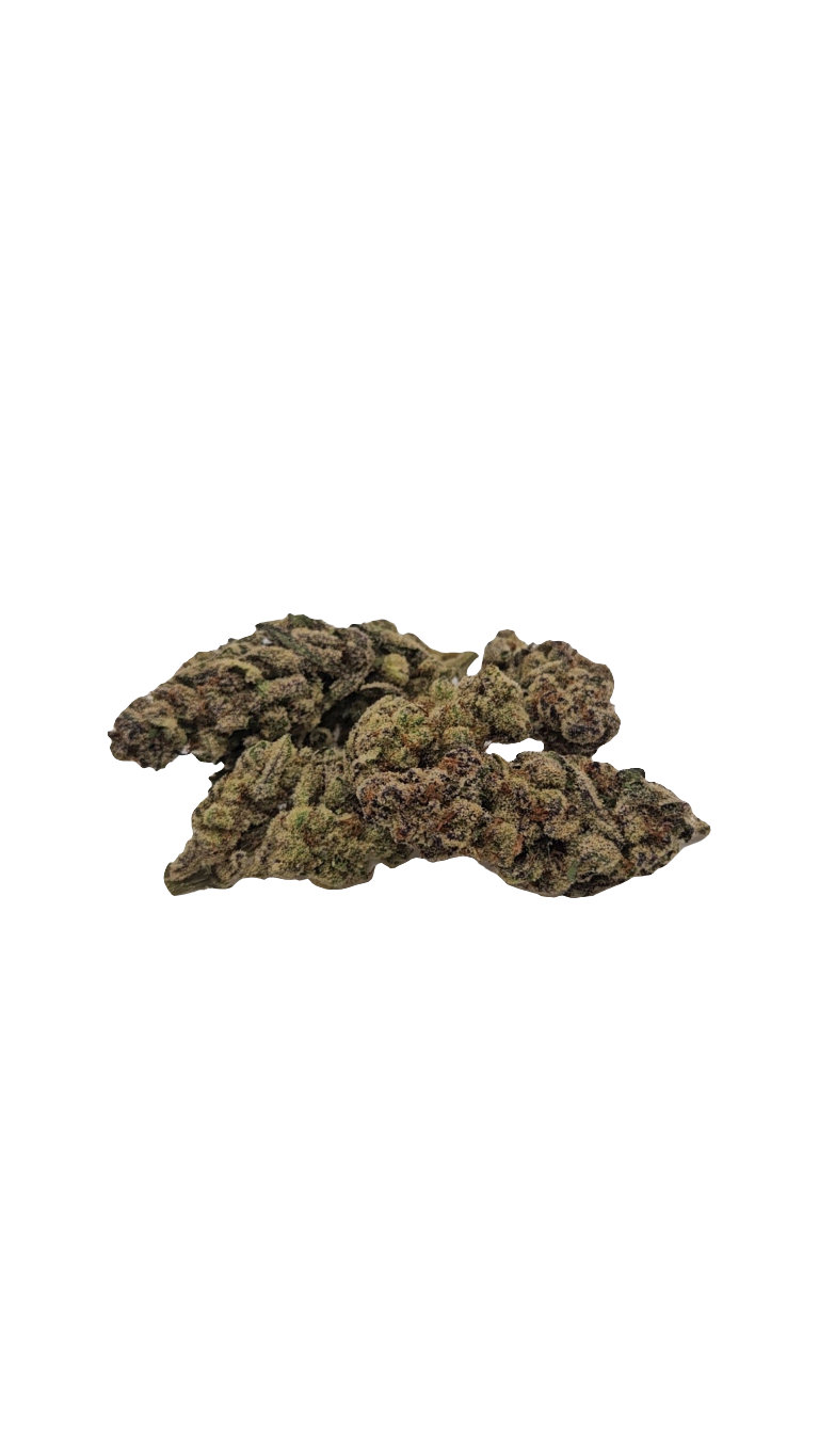 Glitter Bomb - 2025' Greenhouse Flower